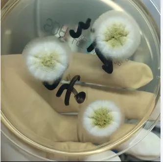 科技講堂丨隱形殺手：黃曲霉毒素